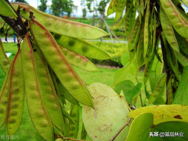 紫荆树和紫荆花的区别，紫荆树和紫荆花的区别是什么（紫薇树与紫荆树怎么分辨）