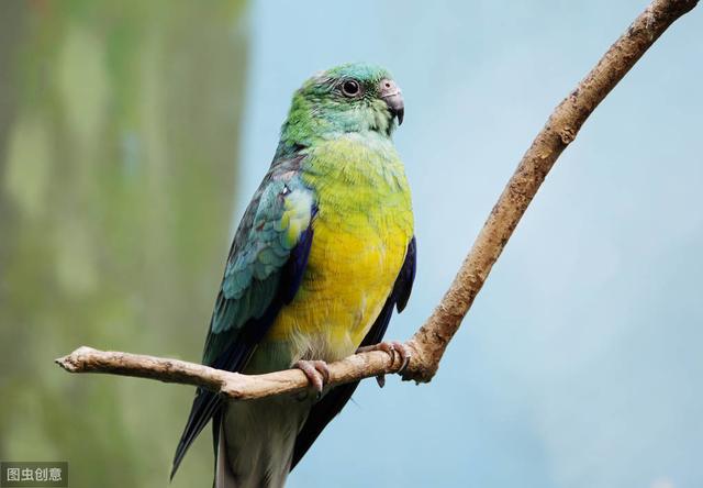 绿鹦鹉品种，黄绿鹦鹉是什么品种（八种国内不常见的鹦鹉）