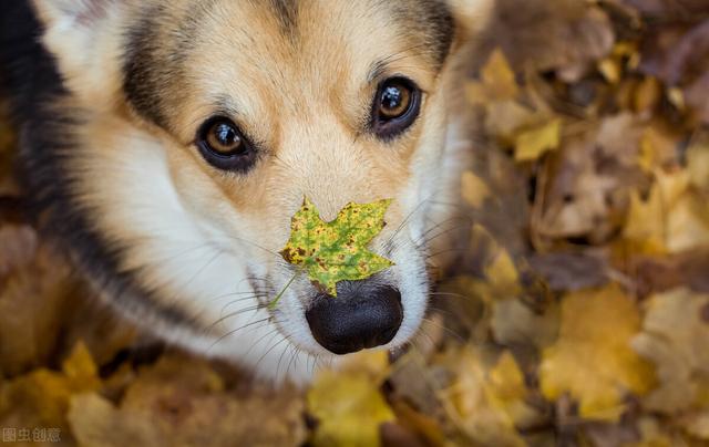 柯基不能吃什么，柯基犬都能吃什么（这5个禁忌）