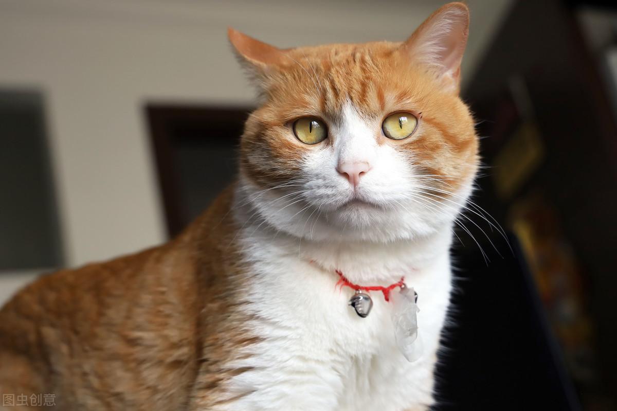 猫打针多少钱(被2.3个月小猫咬了出血)