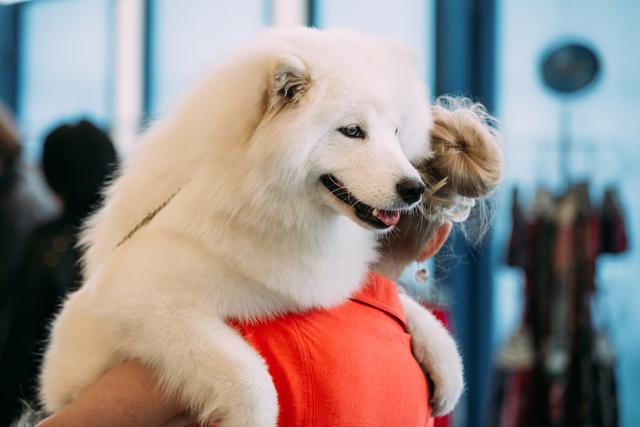 最不忠心的五种狗，最不忠心的五种狗小型犬（最“不忠心”的5大狗狗）