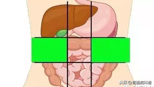 肚子痛到底是哪里痛？一张图了解腹部器官