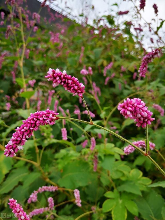 兔尾草花语是什么，兔尾草干花花语（那12生肖的代表植物我选这些）