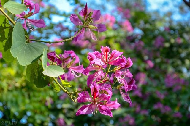 兔尾草花语是什么，兔尾草干花花语（那12生肖的代表植物我选这些）