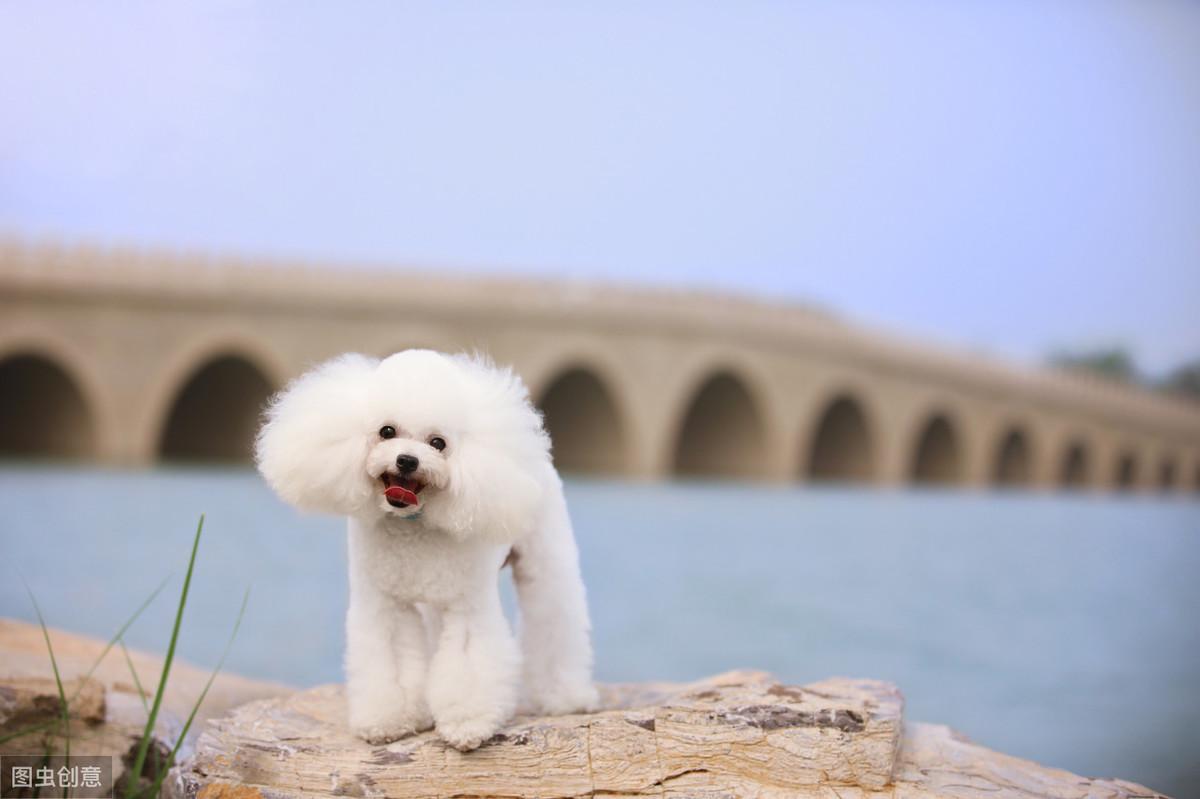 贵宾犬生小狗后应该吃什么（宠物狗产后营养补给指南）