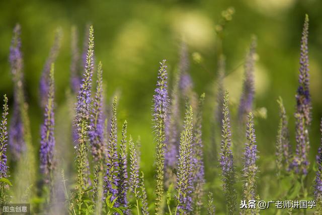 萌芽的意思，才理解什么是“芳草萋萋”、什么是“群英荟萃”