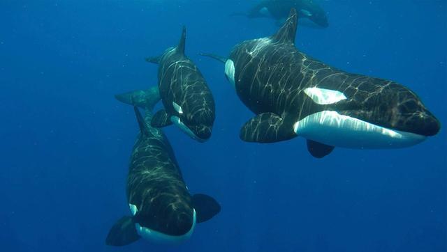 海底有哪些生物,海底世界一共有多少種生物(在世界上最深的海底)