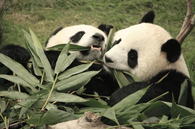 它是一種特別招人喜愛的動物,它也是我們國家的國寶,昨天在網上觀看了