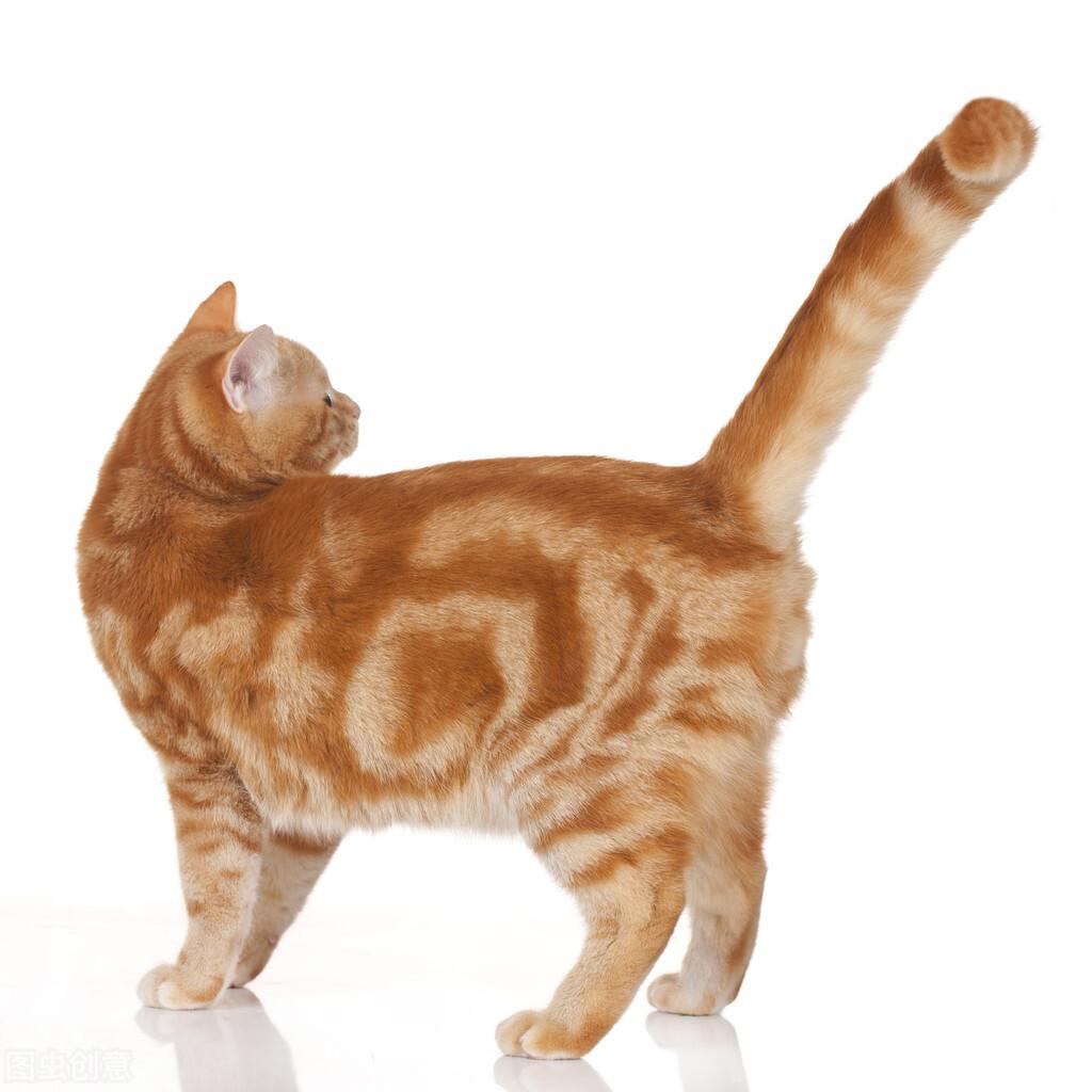 猫咪摇尾巴(猫咪为什么不停的甩尾巴)