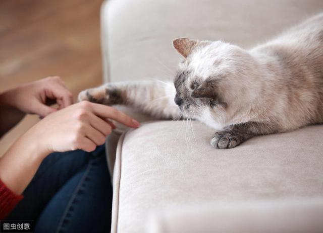 怎么训练猫用猫抓板，怎么训练猫用猫抓板不咬人（get猫抓板的正确使用方式）