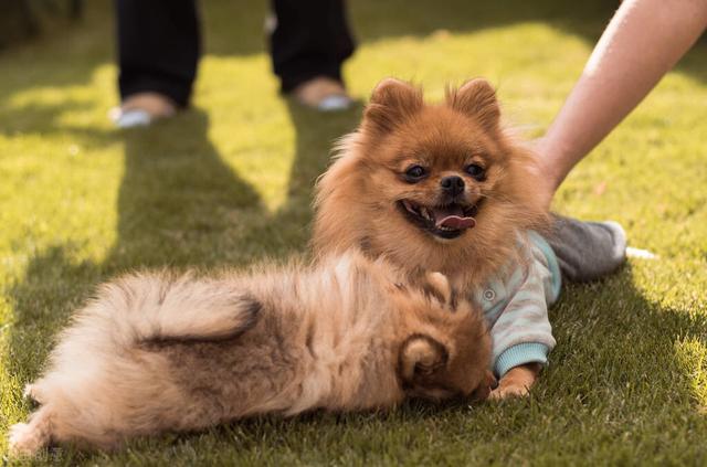 比熊寿命能超过几年，受欢迎的10种小型犬