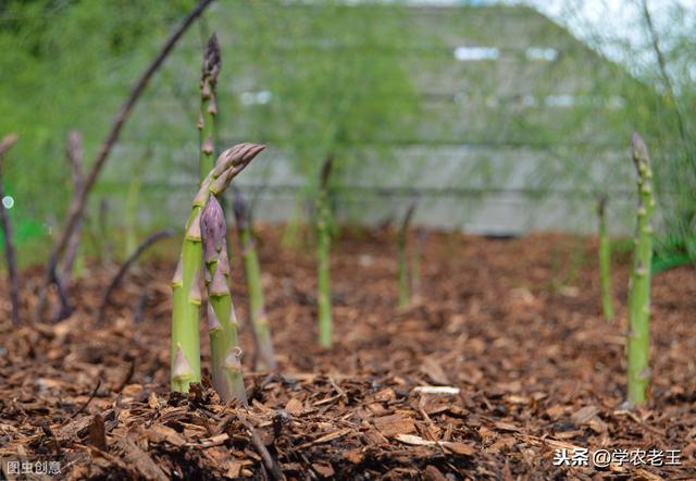 芦笋是什么植物，芦笋是什么（这些种植方法和栽后管理）