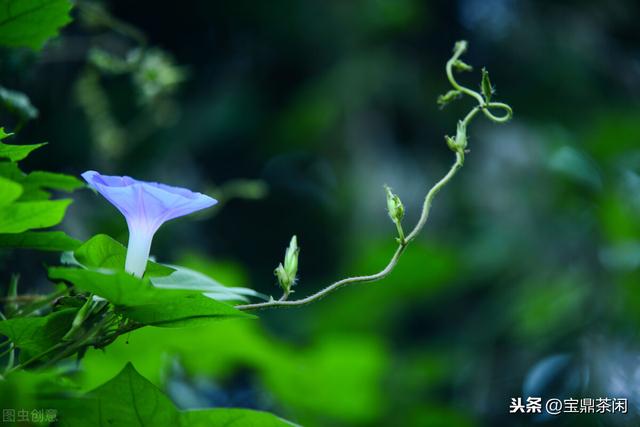 牵牛花为什么叫牵牛花，牵牛子有什么作用（明明没有牛，为何它叫牵牛花）