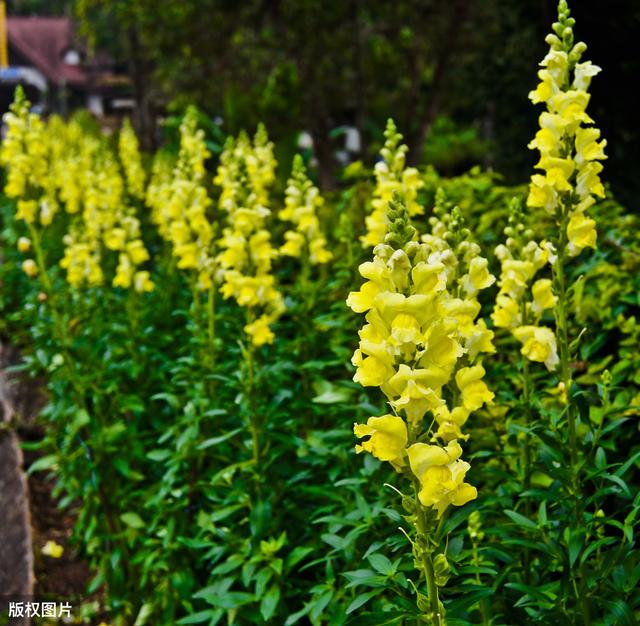 金鱼草的花语，金鱼草的花语加图片（公园里常见的金鱼草）