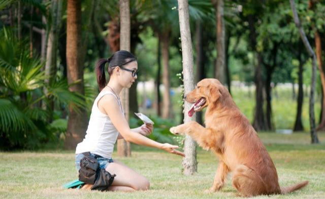 怎样训练金毛狗，训练金毛犬的方法有哪些（应该要怎么去训练它）