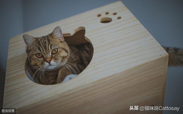 家里养了两只猫，总是打架怎么办（同时养2只幼猫的利弊）