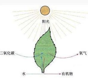 碳素是什么（二氧化碳、小分子碳、碳酸钙也有碳）