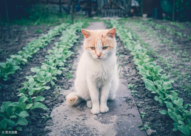 女人梦见把猫抱在怀里，女人梦见抱着猫是什么预兆（猫40%的梦境与主人有关）