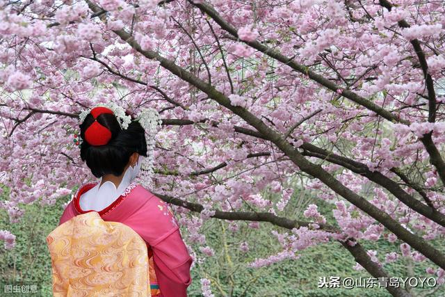 花语大全带图片，花语带图片（各种花的图片及花语）