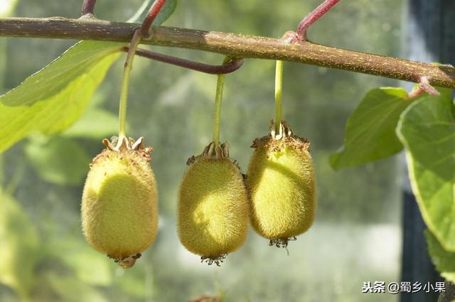 猕猴桃有几个种植阶段，猕猴桃有几个种植阶段（做好猕猴桃苗定植和定植后的管理）