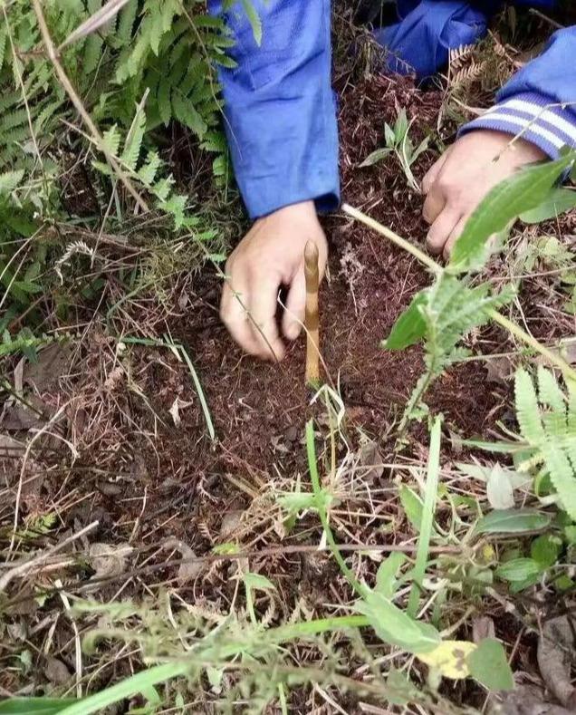 室内天麻种植技术，冬天天麻种植方法（一个一线专家的经验之谈）