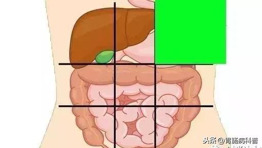 肚子痛到底是哪里痛？一张图了解腹部器官