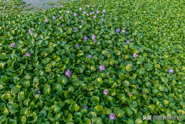 水葫芦可以吃吗，水葫芦怎么养（大家都喜欢吃）