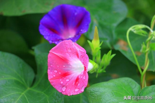 牵牛花为什么叫牵牛花，牵牛子有什么作用（明明没有牛，为何它叫牵牛花）