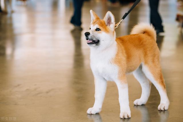 秋田犬圖片,瞭解