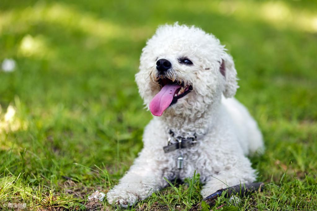 比熊狗狗皮肤病怎么办？（治疗比熊犬皮肤病的有效方法）