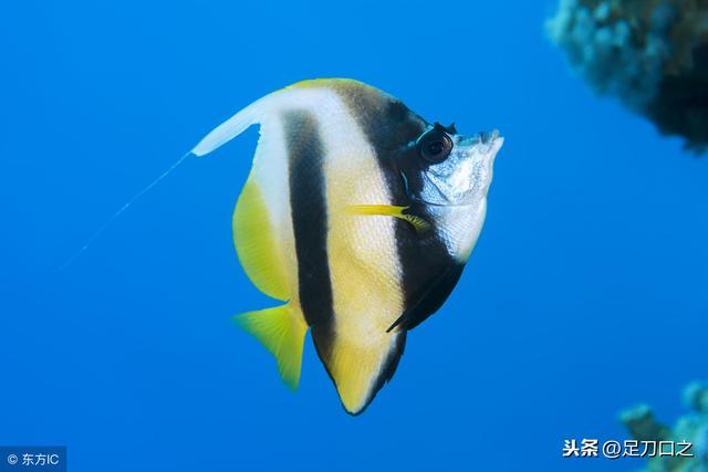 红海是什么颜色，红海海水一般呈什么色（“红海”名称的由来）