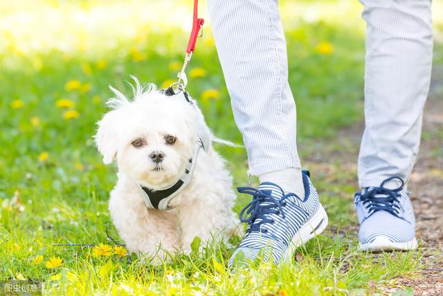 怎样看出幼犬认主人了，狗狗喜欢主人的表现（狗狗认定你是主人的9个表现）