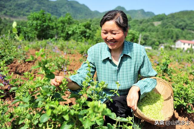 金银花种苗价格，金银花树苗多少钱一棵（一亩地能产300斤）