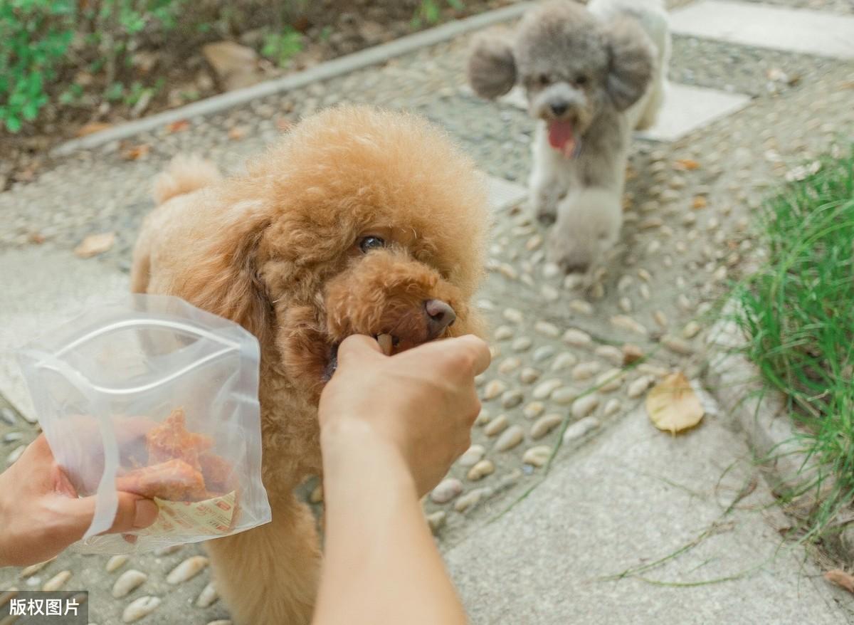 泰迪上吐拉稀原因分析（刚购入的泰迪生病如何应对）