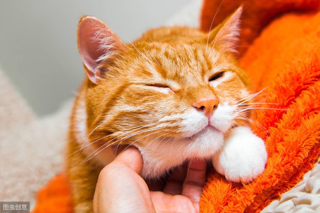 猫身上有跳蚤(家里放一物绝对没跳蚤)