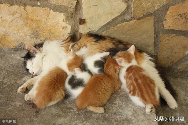 怎样给猫注射疫苗，怎样给猫猫打疫苗（在家给猫咪打疫苗的你）