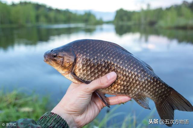 河里的鱼有哪些，河里面野生鱼有哪几种（菜市场河鱼大全）