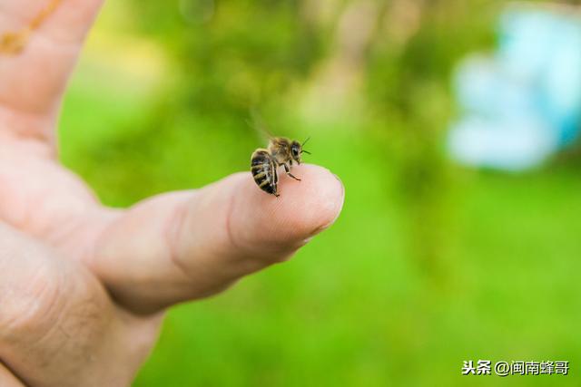 蜜蜂的特点，蜜蜂的特点100字（蜜蜂这些外表特征你了解过吗）