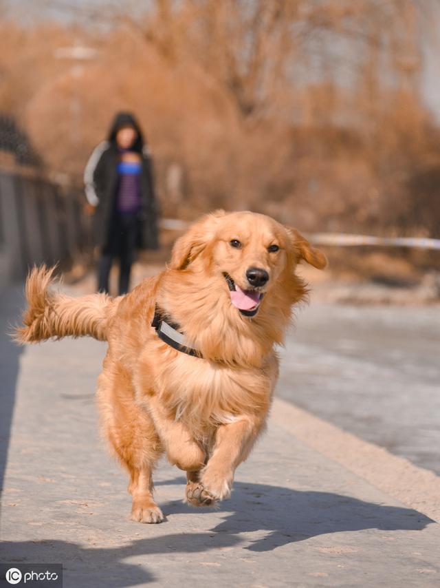 金毛一般买公的还是母的，金毛犬吃什么食物最好（选择金毛犬还是拉拉犬）