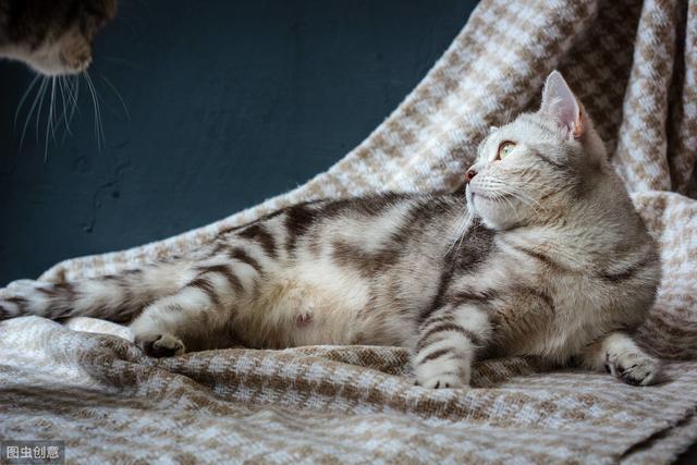 母猫怎么分娩的，母猫一般在多久分娩完成（如何进行备孕以及生产照顾）