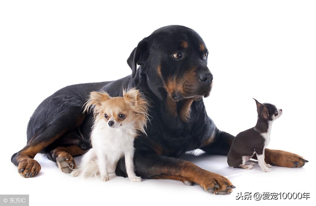 罗威纳犬幼犬(纯种罗威纳犬)