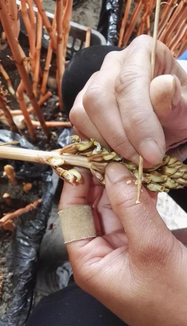 室内天麻种植技术，冬天天麻种植方法（一个一线专家的经验之谈）