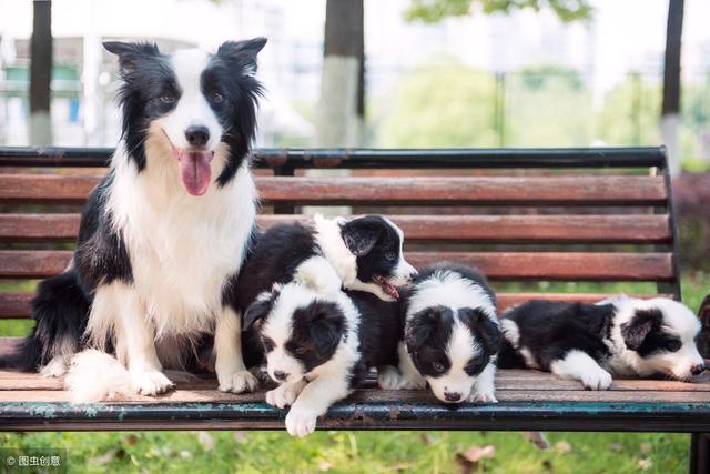 边境牧羊犬好养吗，边境牧羊犬好养吗 知乎（边境牧羊犬真的好养吗）