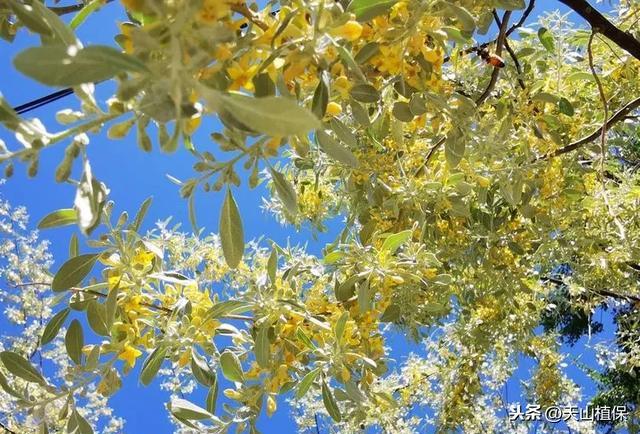 沙枣花是什么，沙枣花是什么意思（又是一年沙枣花开时）