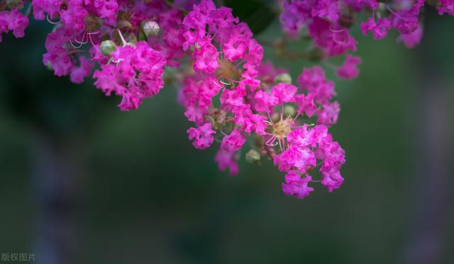 紫薇是什么意思，紫薇的象征寓意是什么（打破了“花无百日红”的魔咒）