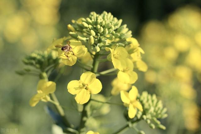 送油菜花是什么意思，送油菜花是什么意思啊（秋成万颗子——油菜花）