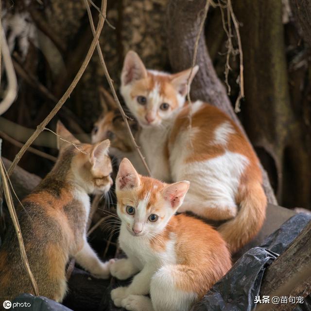 小貓公母分辨圖,四個月的小貓怎麼分辨公母(怎麼區分母貓和公貓)