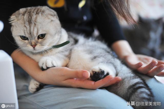 奶猫应该怎么养，奶猫怎么养大（外形呆萌的小奶猫特别招人疼）