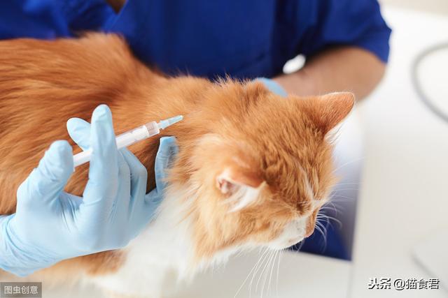 怎样给猫注射疫苗，怎样给猫猫打疫苗（在家给猫咪打疫苗的你）