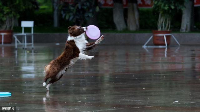 边牧颜色稀有度排行，边牧罕见的颜色（边牧犬的这8大颜色）